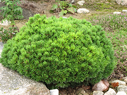 Mops Mugo Pine (Pinus mugo 'Mops') at Millcreek Nursery Ltd