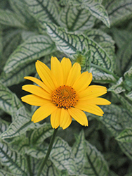 Loraine Sunshine False Sunflower (Heliopsis helianthoides 'Loraine Sunshine') at Millcreek Nursery Ltd