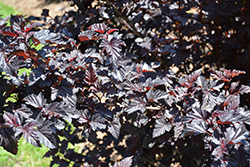 Summer Wine Black Ninebark (Physocarpus opulifolius 'SMNPMS') at Millcreek Nursery Ltd