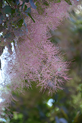 Royal Purple Smokebush (Cotinus coggygria 'Royal Purple') at Millcreek Nursery Ltd