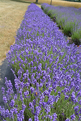 Hidcote Lavender (Lavandula angustifolia 'Hidcote') at Millcreek Nursery Ltd