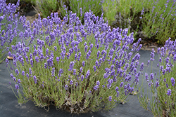 Hidcote Lavender (Lavandula angustifolia 'Hidcote') at Millcreek Nursery Ltd