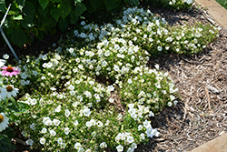 Rapido White Bellflower (Campanula carpatica 'Rapido White') at Millcreek Nursery Ltd
