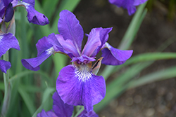 Ruffled Velvet Iris (Iris sibirica 'Ruffled Velvet') at Millcreek Nursery Ltd