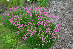 Bloodstone Sea Thrift (Armeria maritima 'Bloodstone') at Millcreek Nursery Ltd