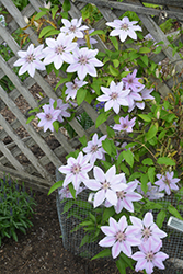 Nelly Moser Clematis (Clematis 'Nelly Moser') at Millcreek Nursery Ltd