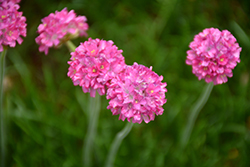 Bloodstone Sea Thrift (Armeria maritima 'Bloodstone') at Millcreek Nursery Ltd