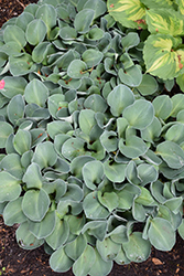 Blue Mouse Ears Hosta (Hosta 'Blue Mouse Ears') at Millcreek Nursery Ltd