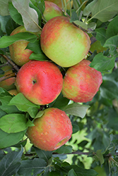 Honeycrisp Apple (Malus 'Honeycrisp') at Millcreek Nursery Ltd