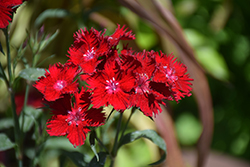 Rockin' Red Pinks (Dianthus 'PAS1141436') at Millcreek Nursery Ltd