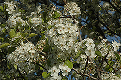 Cleveland Select Ornamental Pear (Pyrus calleryana 'Cleveland Select') at Millcreek Nursery Ltd