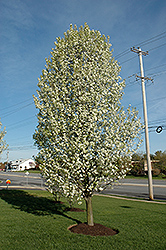 Cleveland Select Ornamental Pear (Pyrus calleryana 'Cleveland Select') at Millcreek Nursery Ltd