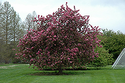 Selkirk Flowering Crab (Malus 'Selkirk') at Millcreek Nursery Ltd