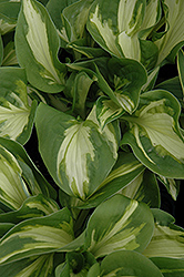 Trifecta Hosta (Hosta 'Trifecta') at Millcreek Nursery Ltd