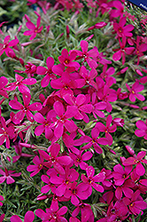 Crackerjack Moss Phlox (Phlox douglasii 'Crackerjack') at Millcreek Nursery Ltd