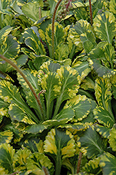 Golden London Pride (Saxifraga x urbium) at Millcreek Nursery Ltd