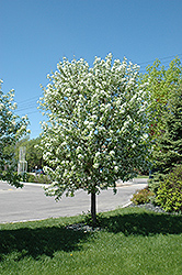 Spring Snow Flowering Crab (Malus 'Spring Snow') at Millcreek Nursery Ltd