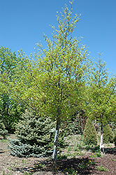 Shooting Star Northern Pin Oak (Quercus ellipsoidalis 'Shooting Star') at Millcreek Nursery Ltd