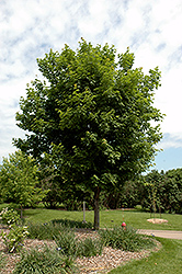 Sugar Maple (Acer saccharum) at Millcreek Nursery Ltd