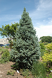 Columnar Blue Colorado Spruce (Picea pungens 'Fastigiata') at Millcreek Nursery Ltd