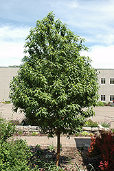 Goldspur Amur Cherry (Prunus maackii 'Jefspur') at Millcreek Nursery Ltd
