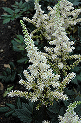 Visions in White Chinese Astilbe (Astilbe chinensis 'Visions in White') at Millcreek Nursery Ltd