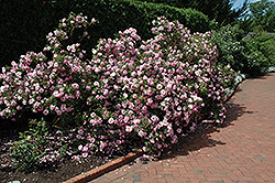 John Davis Explorer Rose (Rosa 'John Davis') at Millcreek Nursery Ltd