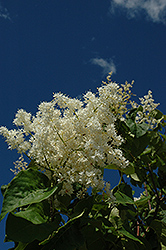 Ivory Pillar Japanese Tree Lilac (Syringa reticulata 'Willamette') at Millcreek Nursery Ltd