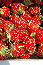 Tristar Strawberry (Fragaria 'Tristar') at Millcreek Nursery Ltd