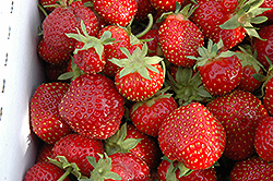 Seascape Strawberry (Fragaria 'Seascape') at Millcreek Nursery Ltd