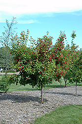 Ruby Slippers Amur Maple (Acer ginnala 'Ruby Slippers') at Millcreek Nursery Ltd