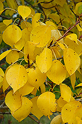 Balsam Poplar (Populus balsamifera) at Millcreek Nursery Ltd