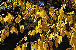 Prairie Dream Paper Birch (Betula papyrifera 'Varen') at Millcreek Nursery Ltd