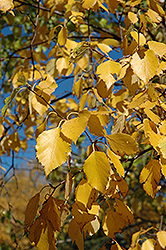 Chickadee Paper Birch (Betula papyrifera 'Chickadee') at Millcreek Nursery Ltd