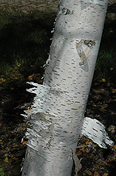 Paper Birch (Betula papyrifera) at Millcreek Nursery Ltd
