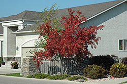 Royal Crown Amur Maple (Acer ginnala 'Jefum') at Millcreek Nursery Ltd