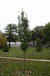 Navigator Ornamental Pear (Pyrus 'DurPSN303') at Millcreek Nursery Ltd