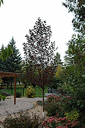 Gladiator Flowering Crab (Malus 'DurLeo') at Millcreek Nursery Ltd