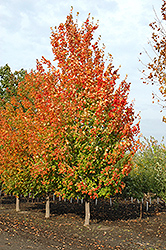 Inferno Sugar Maple (Acer saccharum 'Jeferno') at Millcreek Nursery Ltd