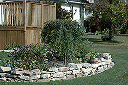 Weeping Caragana (Caragana arborescens 'Pendula') at Millcreek Nursery Ltd