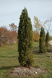 Skybound Cedar (Thuja occidentalis 'Skybound') at Millcreek Nursery Ltd