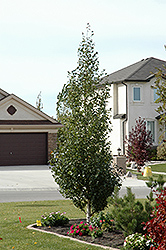 Chickadee Paper Birch (Betula papyrifera 'Chickadee') at Millcreek Nursery Ltd