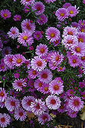 Purple Dome Aster (Symphyotrichum novae-angliae 'Purple Dome') at Millcreek Nursery Ltd