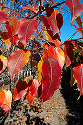 Navigator Ornamental Pear (Pyrus 'DurPSN303') at Millcreek Nursery Ltd