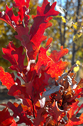 Crimson Spire Oak (Quercus 'Crimschmidt') at Millcreek Nursery Ltd