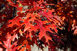 Majestic Skies Northern Pin Oak (Quercus ellipsoidalis 'Bailskies') at Millcreek Nursery Ltd