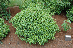 Kelsey Dwarf Dogwood (Cornus sericea 'Kelseyi') at Millcreek Nursery Ltd