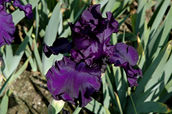 Dusky Challenger Iris (Iris 'Dusky Challenger') at Millcreek Nursery Ltd
