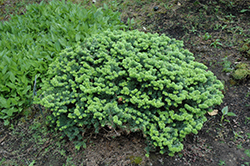 Dwarf Balsam Fir (Abies balsamea 'Nana') at Millcreek Nursery Ltd