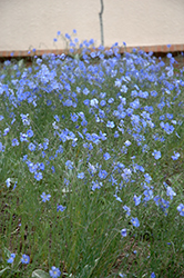 Blue Sapphire Perennial Flax (Linum perenne 'Blue Sapphire') at Millcreek Nursery Ltd